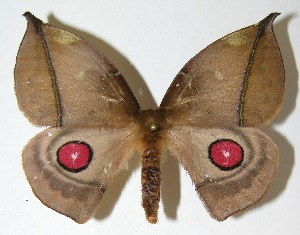  ( - 08-SRNP-66241)  @14 [ ] CreativeCommons - Attribution Non-Commercial Share-Alike (2009) Daniel H. Janzen Guanacaste Dry Forest Conservation Fund