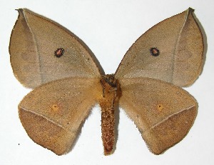  ( - 08-SRNP-66241)  @14 [ ] CreativeCommons - Attribution Non-Commercial Share-Alike (2009) Daniel H. Janzen Guanacaste Dry Forest Conservation Fund