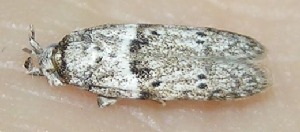  ( - 09-SRNP-12479)  @12 [ ] CreativeCommons - Attribution Non-Commercial Share-Alike (2009) Daniel H. Janzen Guanacaste Dry Forest Conservation Fund