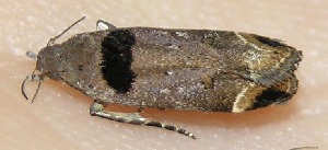  ( - 09-SRNP-13917)  @12 [ ] CreativeCommons - Attribution Non-Commercial Share-Alike (2009) Daniel H. Janzen Guanacaste Dry Forest Conservation Fund