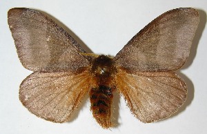  ( - 09-SRNP-14098)  @14 [ ] CreativeCommons - Attribution Non-Commercial Share-Alike (2009) Daniel H. Janzen Guanacaste Dry Forest Conservation Fund