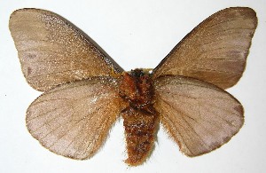  ( - 09-SRNP-14098)  @14 [ ] CreativeCommons - Attribution Non-Commercial Share-Alike (2009) Daniel H. Janzen Guanacaste Dry Forest Conservation Fund