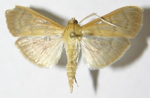  ( - 09-SRNP-56122)  @14 [ ] CreativeCommons - Attribution Non-Commercial Share-Alike (2013) Daniel H. Janzen Guanacaste Dry Forest Conservation Fund