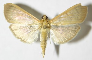  ( - 09-SRNP-56123)  @14 [ ] CreativeCommons - Attribution Non-Commercial Share-Alike (2013) Daniel H. Janzen Guanacaste Dry Forest Conservation Fund