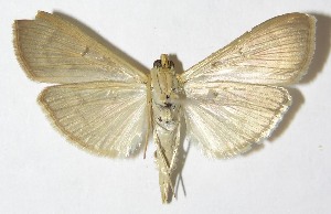  ( - 09-SRNP-56123)  @14 [ ] CreativeCommons - Attribution Non-Commercial Share-Alike (2013) Daniel H. Janzen Guanacaste Dry Forest Conservation Fund