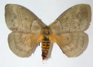  ( - 08-SRNP-5475)  @14 [ ] CreativeCommons - Attribution Non-Commercial Share-Alike (2009) Daniel H. Janzen Guanacaste Dry Forest Conservation Fund