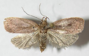  ( - 09-SRNP-21633)  @14 [ ] CreativeCommons - Attribution Non-Commercial Share-Alike (2009) Daniel H. Janzen Guanacaste Dry Forest Conservation Fund