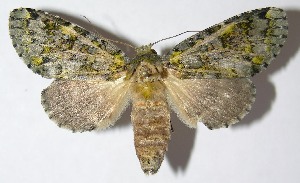 ( - 09-SRNP-31411)  @14 [ ] CreativeCommons - Attribution Non-Commercial Share-Alike (2009) Daniel H. Janzen Guanacaste Dry Forest Conservation Fund