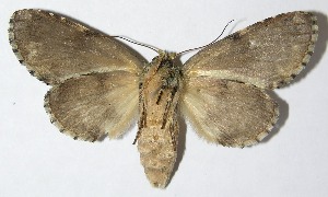  ( - 09-SRNP-31411)  @14 [ ] CreativeCommons - Attribution Non-Commercial Share-Alike (2009) Daniel H. Janzen Guanacaste Dry Forest Conservation Fund