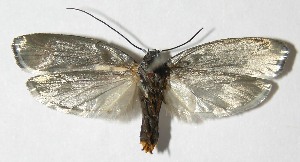  ( - 09-SRNP-36150)  @13 [ ] CreativeCommons - Attribution Non-Commercial Share-Alike (2009) Daniel H. Janzen Guanacaste Dry Forest Conservation Fund