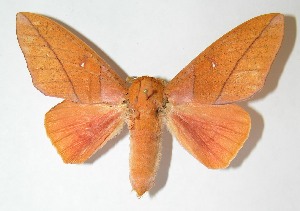  ( - 09-SRNP-65572)  @14 [ ] CreativeCommons - Attribution Non-Commercial Share-Alike (2009) Daniel H. Janzen Guanacaste Dry Forest Conservation Fund