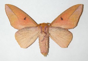  ( - 09-SRNP-65572)  @14 [ ] CreativeCommons - Attribution Non-Commercial Share-Alike (2009) Daniel H. Janzen Guanacaste Dry Forest Conservation Fund