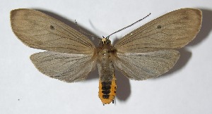  ( - 09-SRNP-32540)  @14 [ ] CreativeCommons - Attribution Non-Commercial Share-Alike (2010) Daniel H. Janzen Guanacaste Dry Forest Conservation Fund