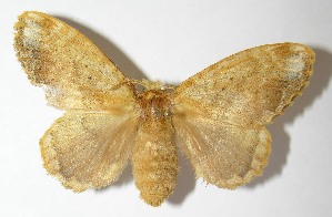  ( - 09-SRNP-32675)  @14 [ ] CreativeCommons - Attribution Non-Commercial Share-Alike (2010) Daniel H. Janzen Guanacaste Dry Forest Conservation Fund