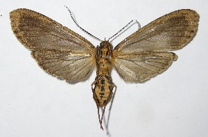  ( - 09-SRNP-35754)  @13 [ ] CreativeCommons - Attribution Non-Commercial Share-Alike (2010) Daniel H. Janzen Guanacaste Dry Forest Conservation Fund