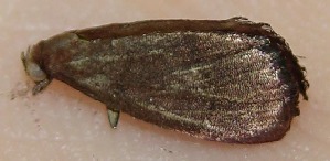  ( - 09-SRNP-3642)  @12 [ ] CreativeCommons - Attribution Non-Commercial Share-Alike (2010) Daniel H. Janzen Guanacaste Dry Forest Conservation Fund