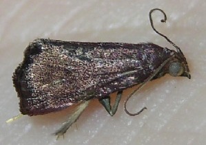  ( - 09-SRNP-3661)  @12 [ ] CreativeCommons - Attribution Non-Commercial Share-Alike (2010) Daniel H. Janzen Guanacaste Dry Forest Conservation Fund