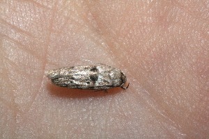  ( - 09-SRNP-12480)  @12 [ ] CreativeCommons - Attribution Non-Commercial Share-Alike (2010) Daniel H. Janzen Guanacaste Dry Forest Conservation Fund