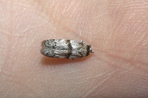  ( - 09-SRNP-13060)  @12 [ ] CreativeCommons - Attribution Non-Commercial Share-Alike (2010) Daniel H. Janzen Guanacaste Dry Forest Conservation Fund