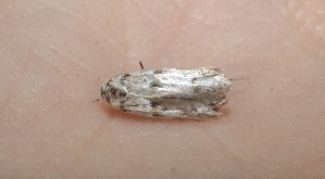  ( - 09-SRNP-13069)  @12 [ ] CreativeCommons - Attribution Non-Commercial Share-Alike (2010) Daniel H. Janzen Guanacaste Dry Forest Conservation Fund