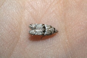  ( - 09-SRNP-13076)  @12 [ ] CreativeCommons - Attribution Non-Commercial Share-Alike (2010) Daniel H. Janzen Guanacaste Dry Forest Conservation Fund