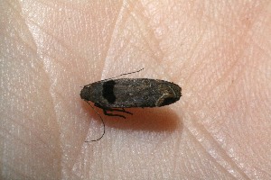  ( - 09-SRNP-13911)  @12 [ ] CreativeCommons - Attribution Non-Commercial Share-Alike (2010) Daniel H. Janzen Guanacaste Dry Forest Conservation Fund