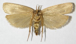  ( - 09-SRNP-32239)  @14 [ ] CreativeCommons - Attribution Non-Commercial Share-Alike (2010) Daniel H. Janzen Guanacaste Dry Forest Conservation Fund