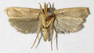  ( - 09-SRNP-32753)  @14 [ ] CreativeCommons - Attribution Non-Commercial Share-Alike (2010) Daniel H. Janzen Guanacaste Dry Forest Conservation Fund