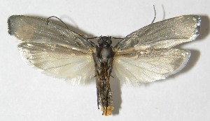  ( - 09-SRNP-36864)  @13 [ ] CreativeCommons - Attribution Non-Commercial Share-Alike (2010) Daniel H. Janzen Guanacaste Dry Forest Conservation Fund