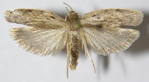  ( - 09-SRNP-5341)  @14 [ ] CreativeCommons - Attribution Non-Commercial Share-Alike (2010) Daniel H. Janzen Guanacaste Dry Forest Conservation Fund