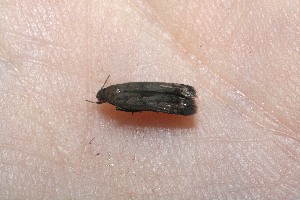  ( - 09-SRNP-72631)  @12 [ ] CreativeCommons - Attribution Non-Commercial Share-Alike (2010) Daniel H. Janzen Guanacaste Dry Forest Conservation Fund