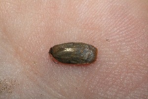  ( - 09-SRNP-76622)  @12 [ ] CreativeCommons - Attribution Non-Commercial Share-Alike (2010) Daniel H. Janzen Guanacaste Dry Forest Conservation Fund