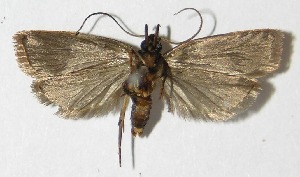  ( - 10-SRNP-30415)  @12 [ ] CreativeCommons - Attribution Non-Commercial Share-Alike (2008) Daniel H. Janzen Guanacaste Dry Forest Conservation Fund