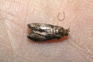  ( - 09-SRNP-12145)  @12 [ ] CreativeCommons - Attribution Non-Commercial Share-Alike (2010) Daniel H. Janzen Guanacaste Dry Forest Conservation Fund