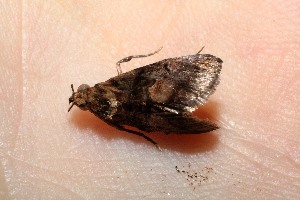  ( - 09-SRNP-13840)  @12 [ ] CreativeCommons - Attribution Non-Commercial Share-Alike (2010) Daniel H. Janzen Guanacaste Dry Forest Conservation Fund