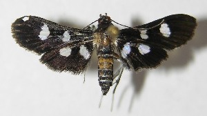  ( - 09-SRNP-80634)  @14 [ ] CreativeCommons - Attribution Non-Commercial Share-Alike (2010) Daniel H. Janzen Guanacaste Dry Forest Conservation Fund