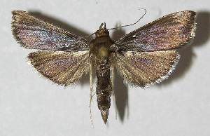  ( - 09-SRNP-20472)  @14 [ ] CreativeCommons - Attribution Non-Commercial Share-Alike (2010) Daniel H. Janzen Guanacaste Dry Forest Conservation Fund