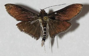  ( - 09-SRNP-32679)  @14 [ ] CreativeCommons - Attribution Non-Commercial Share-Alike (2010) Daniel H. Janzen Guanacaste Dry Forest Conservation Fund