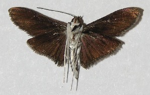  ( - 09-SRNP-32679)  @14 [ ] CreativeCommons - Attribution Non-Commercial Share-Alike (2010) Daniel H. Janzen Guanacaste Dry Forest Conservation Fund