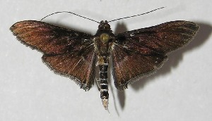  ( - 09-SRNP-65976)  @14 [ ] CreativeCommons - Attribution Non-Commercial Share-Alike (2010) Daniel H. Janzen Guanacaste Dry Forest Conservation Fund