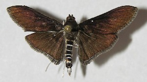  ( - 09-SRNP-68121)  @14 [ ] CreativeCommons - Attribution Non-Commercial Share-Alike (2010) Daniel H. Janzen Guanacaste Dry Forest Conservation Fund