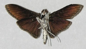  ( - 09-SRNP-68121)  @14 [ ] CreativeCommons - Attribution Non-Commercial Share-Alike (2010) Daniel H. Janzen Guanacaste Dry Forest Conservation Fund