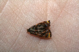  ( - 09-SRNP-72592)  @11 [ ] CreativeCommons - Attribution Non-Commercial Share-Alike (2010) Daniel H. Janzen Guanacaste Dry Forest Conservation Fund