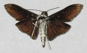  ( - 09-SRNP-80206)  @14 [ ] CreativeCommons - Attribution Non-Commercial Share-Alike (2010) Daniel H. Janzen Guanacaste Dry Forest Conservation Fund