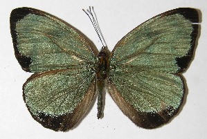  ( - 10-SRNP-20769)  @14 [ ] CreativeCommons - Attribution Non-Commercial Share-Alike (2010) Daniel H. Janzen Guanacaste Dry Forest Conservation Fund