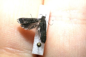  ( - 10-SRNP-21993)  @12 [ ] CreativeCommons - Attribution Non-Commercial Share-Alike (2010) Daniel H. Janzen Guanacaste Dry Forest Conservation Fund