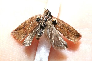  ( - 10-SRNP-30414)  @12 [ ] CreativeCommons - Attribution Non-Commercial Share-Alike (2010) Daniel H. Janzen Guanacaste Dry Forest Conservation Fund