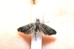  ( - 10-SRNP-32049)  @12 [ ] CreativeCommons - Attribution Non-Commercial Share-Alike (2010) Daniel H. Janzen Guanacaste Dry Forest Conservation Fund