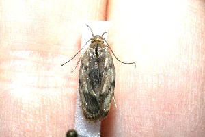  ( - 10-SRNP-4281)  @12 [ ] CreativeCommons - Attribution Non-Commercial Share-Alike (2010) Daniel H. Janzen Guanacaste Dry Forest Conservation Fund