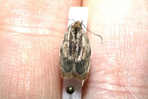  ( - 10-SRNP-4282)  @12 [ ] CreativeCommons - Attribution Non-Commercial Share-Alike (2010) Daniel H. Janzen Guanacaste Dry Forest Conservation Fund